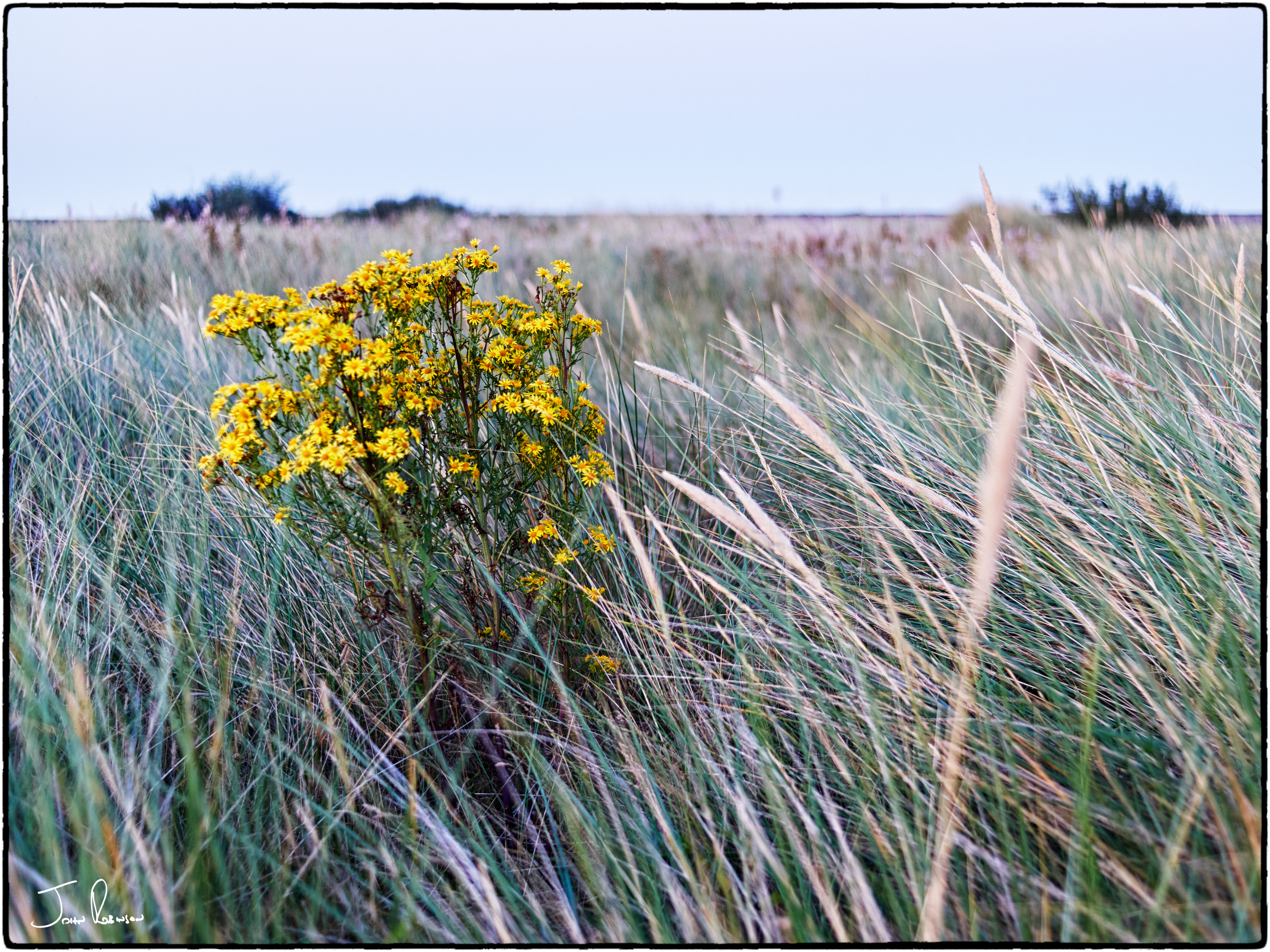 Kentish Wildflowers after sunset