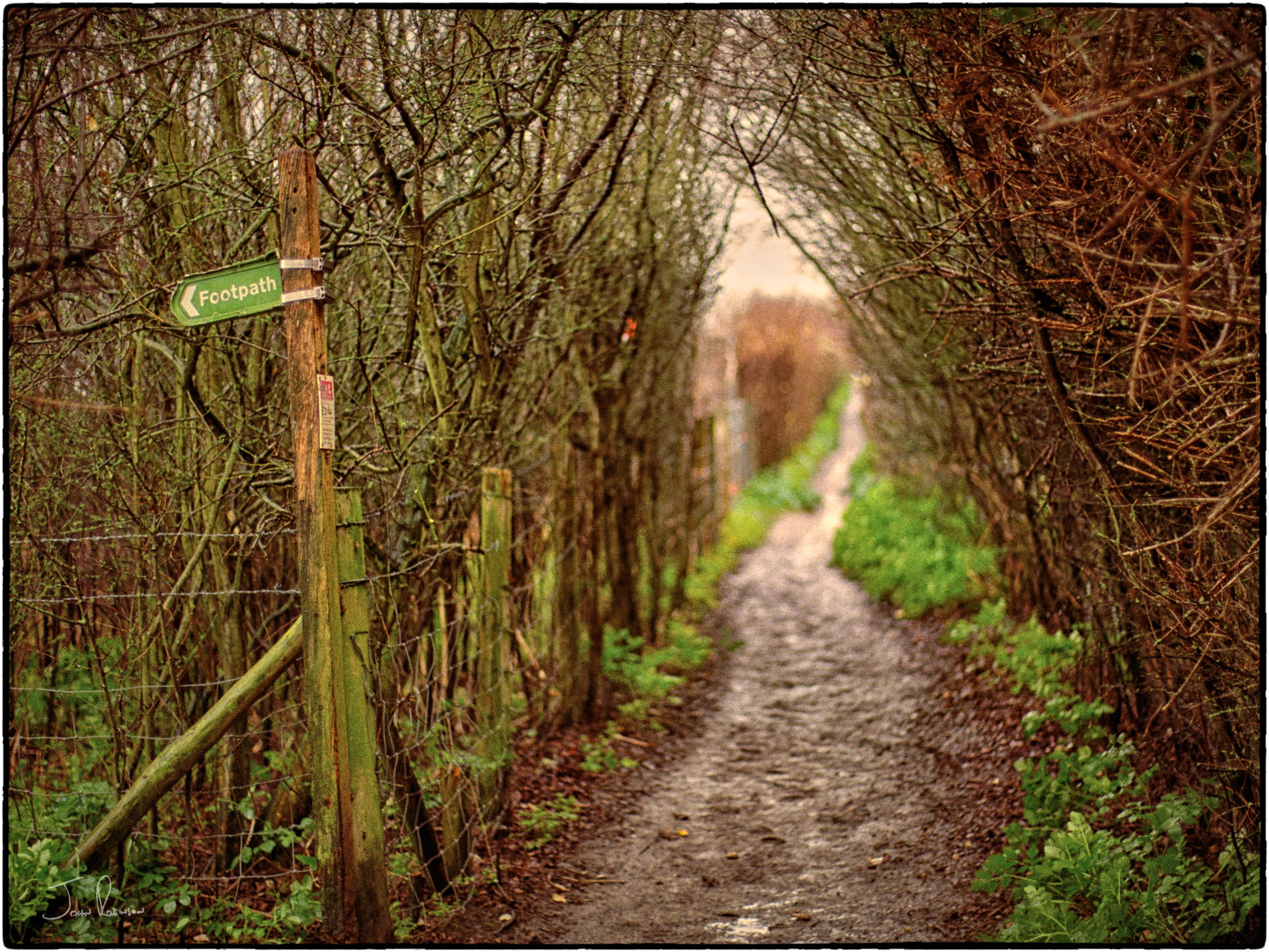 English Oak footpath in winter, taken with a Leica R6.2 and Summilux-R-50 on Fujicolor 200